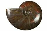 Flashy Red Iridescent Ammonite #155219-1
